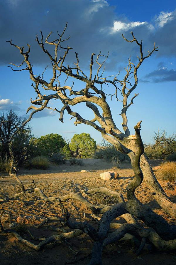 Desert Landscape Photograph by Ellen Heaverlo