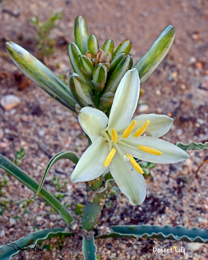 Desert Lily Photograph by David Salter - Fine Art America