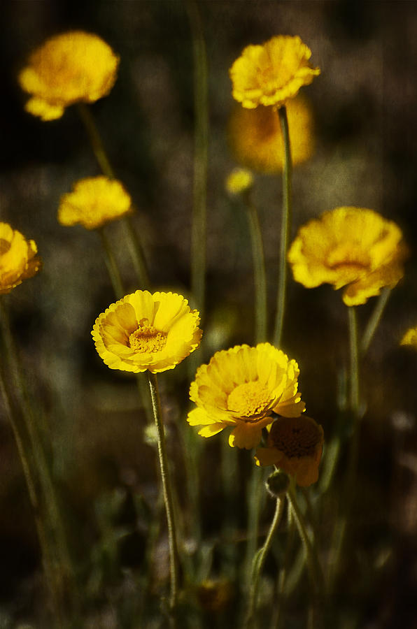 Desert Marigold Photograph by Saija Lehtonen