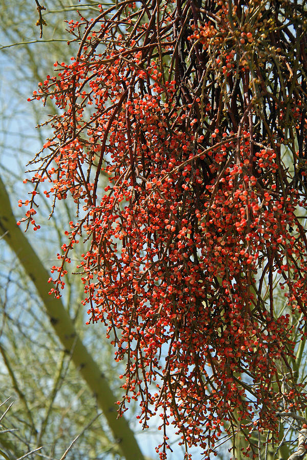 desert berry color