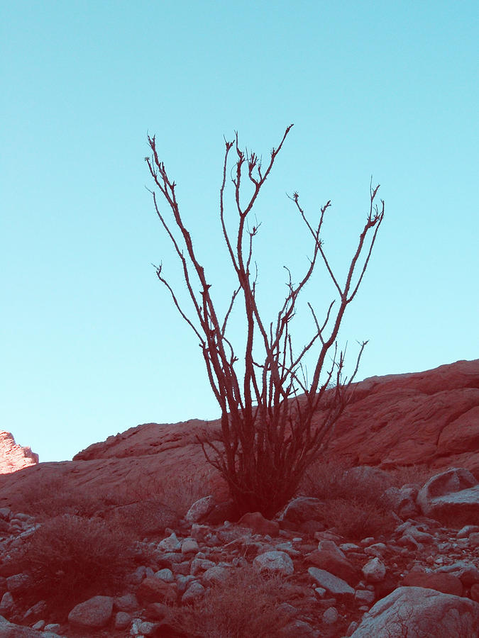 Nature Photograph - Desert Plant by Naxart Studio