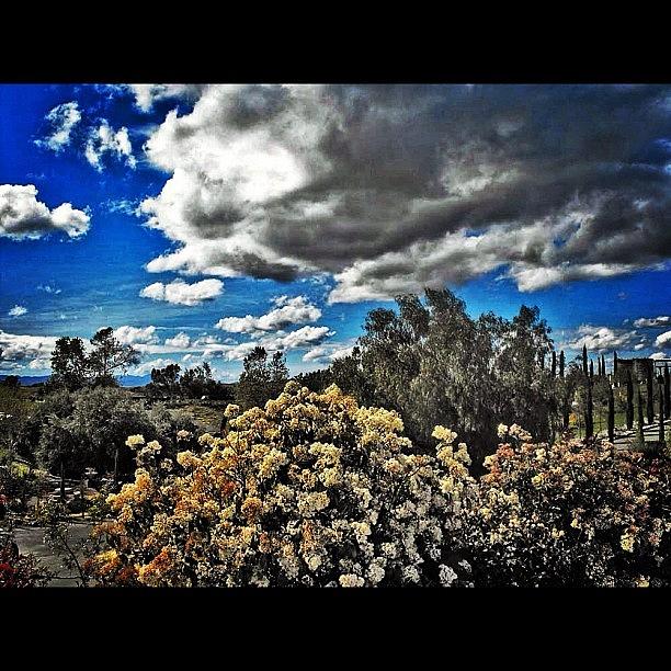 Paradise Photograph - #desert #resort #paradise #flowers by Skip Jensen