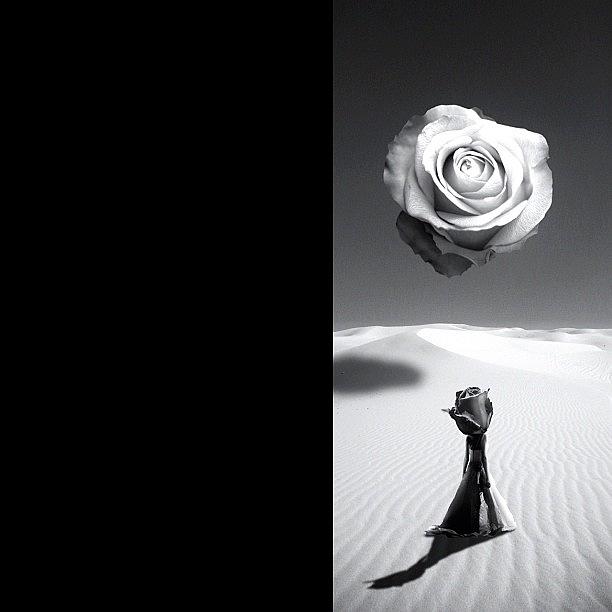 Desert Rose Photograph by Brandon L. Harris