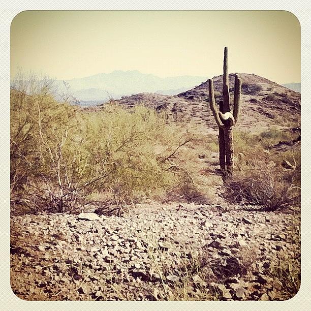 Desert Photograph - Desert Saguaro by Gary Krejca
