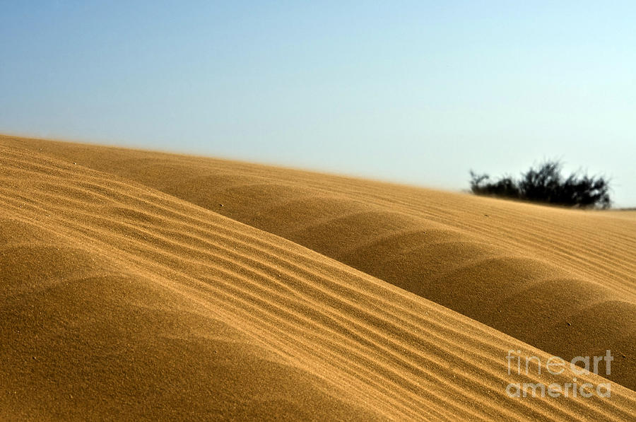 Desert sand dune  Photograph by Ezra Zahor