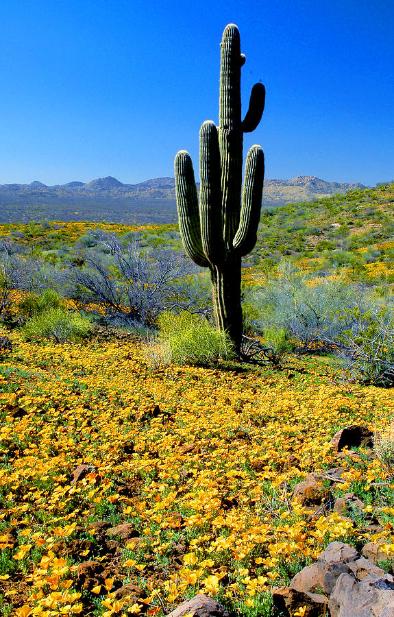 Desert Spring Photograph by Frank Houck