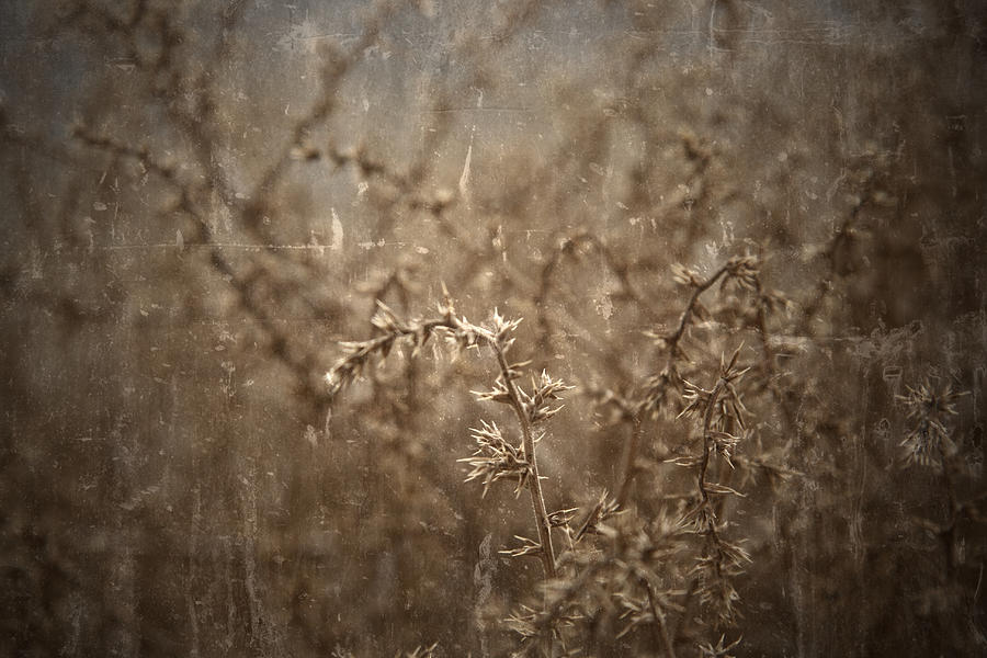 Desert Thorns Photograph by Mark  Ross