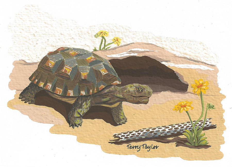 Desert Tortoise Painting by Terry Taylor
