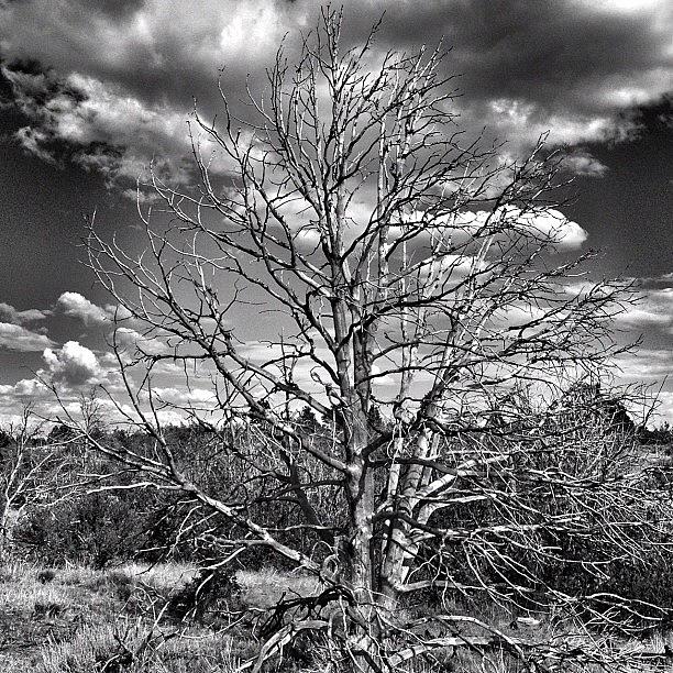 Desert Tree, Grand Canyon Archives Photograph by Rachel Z
