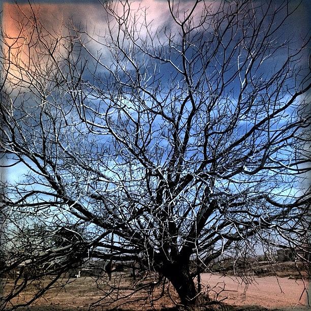 Desert Photograph - #desert #tree #sky #clouds by Jennifer OHarra