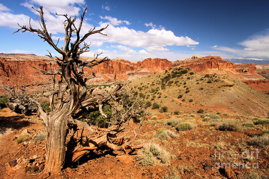 Desert Trees Photograph by Adam Jewell