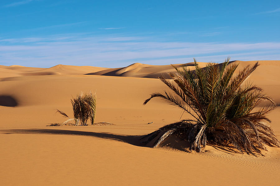 Desert view Photograph by Ivan Slosar