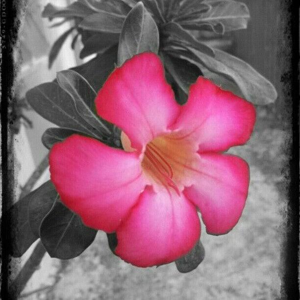 Nature Photograph - #desertrose #flower #nature #photoart by Tania Torres