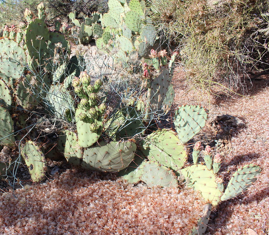 Desert's Collection of Dried Flowers 3 Photograph by Kume Bryant - Fine ...