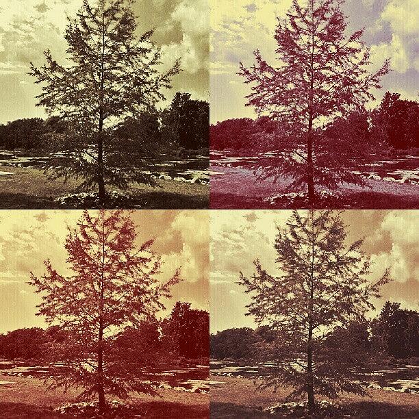 Nature Photograph - #design #edit #nature #zen #trees by Jami Tammerine