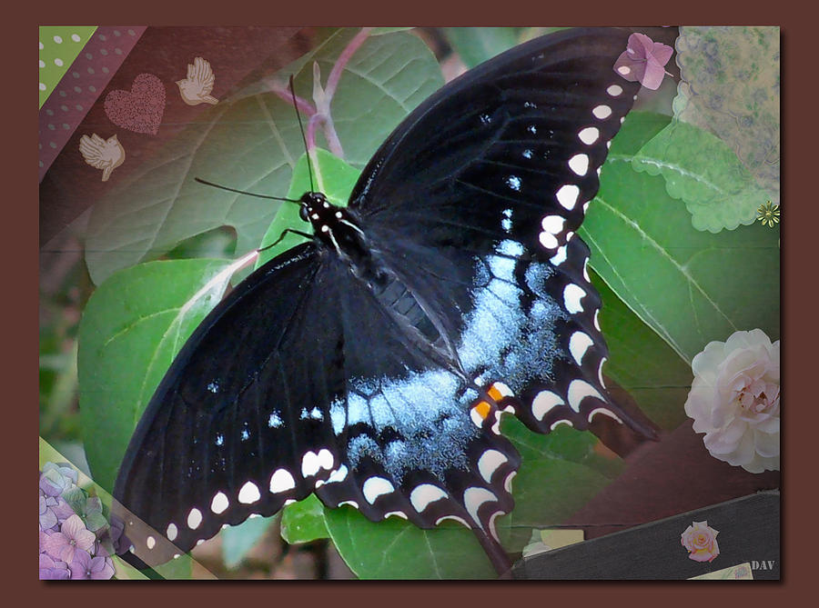 Designed Natural Butterfly Photograph by Debra     Vatalaro