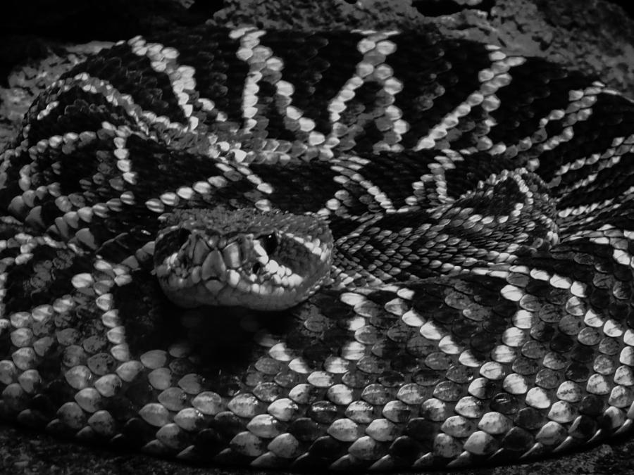 Designer Snake Photograph by Vijay Sharon Govender