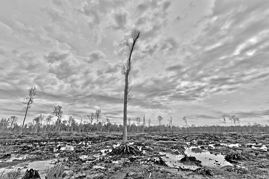Desolate Photograph by Alan Raasch