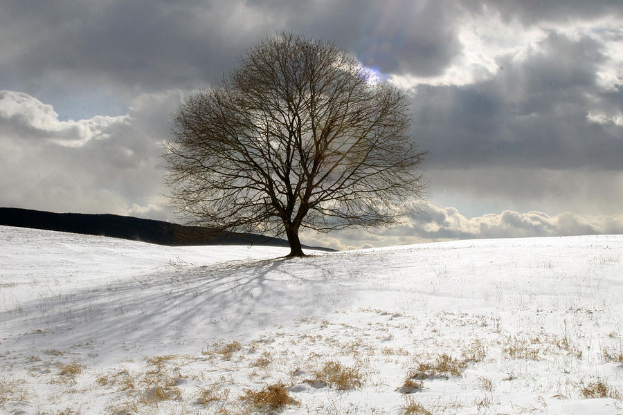 Winter Photograph - Desolation by Patricia Molison