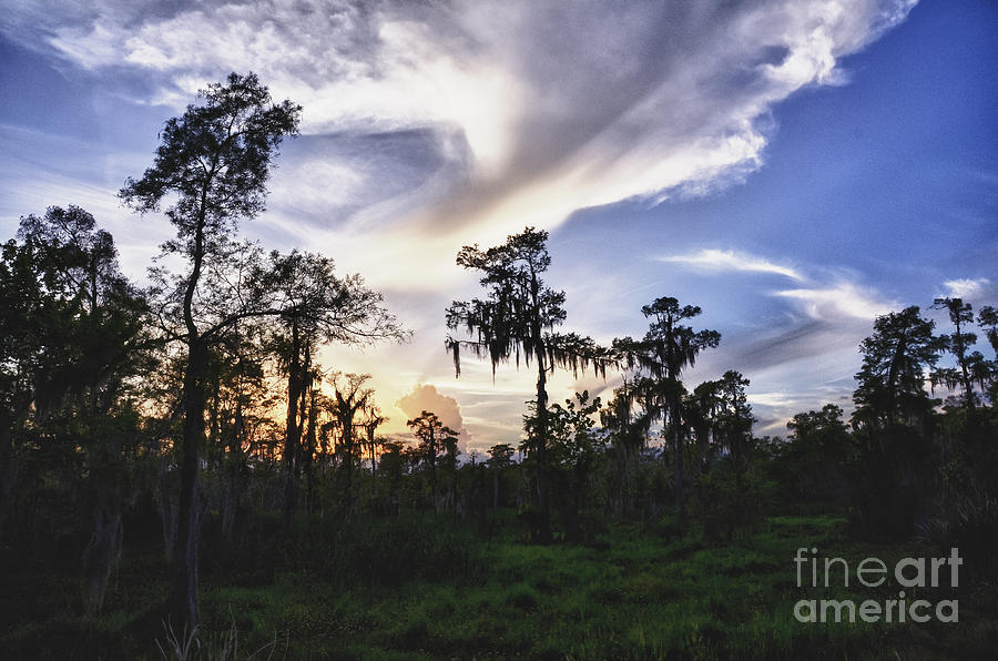 Destrehan Swamp Sunset Photograph by Jeanne  Woods