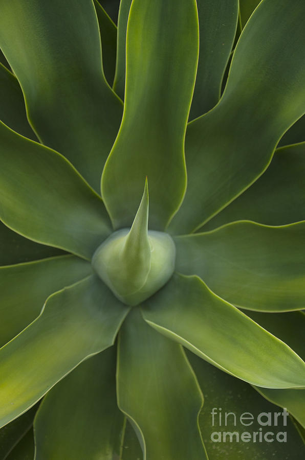 Detail of an Agave Photograph by Perry Van Munster