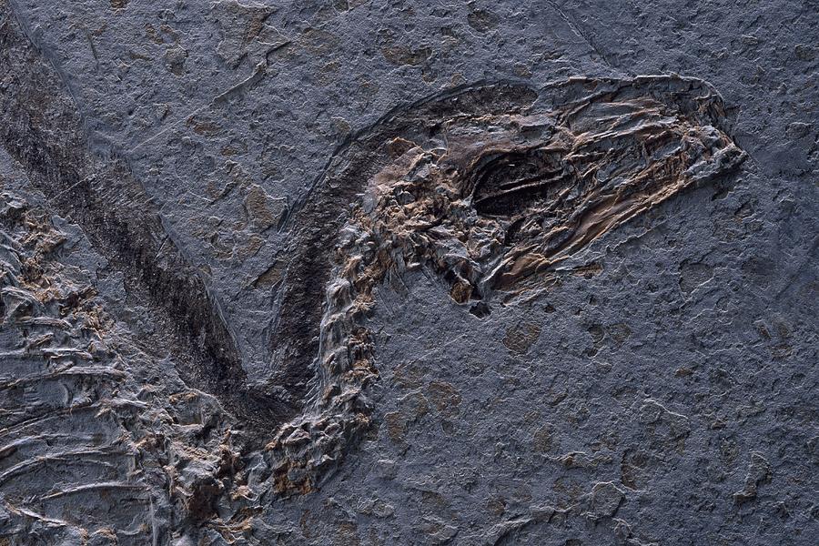 Detail Of Fossil Head Sinosauropteryx Photograph by O. Louis Mazzatenta