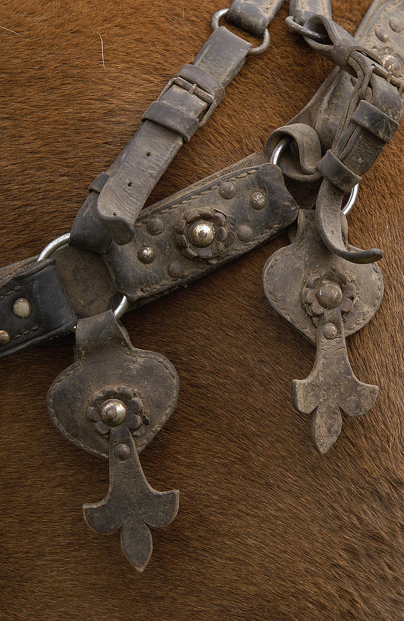 Detail Of Ornate Leather Horse Tack Photograph by Pete Oxford