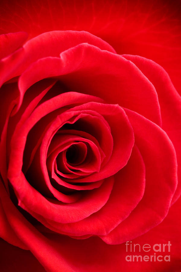 Rose Photograph - Detail of red rose by Kati Finell