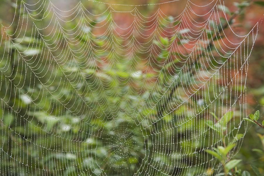 Detail Of Spider Web Photograph