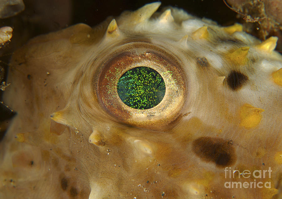 Detail Of The Green Speckled Eye Photograph