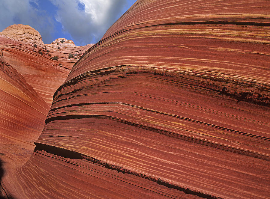 Detail Of The Wave A Navajo Sandstone Photograph by Tim Fitzharris