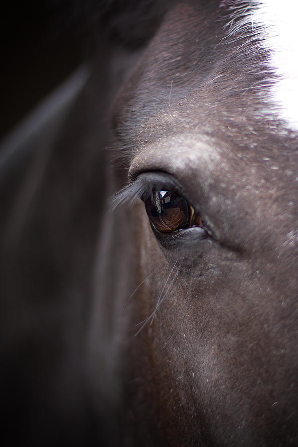 Animal Photograph - Detailed Closeup Of Horses Eye by Ethiriel Photography