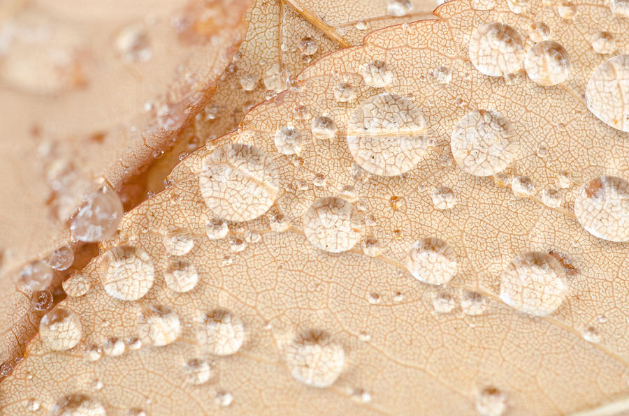 Detailed Leaf Inspection Photograph by Margaret Pitcher