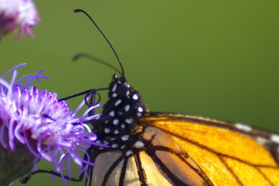 Details of a Monarch butterfly Photograph by Sven Brogren