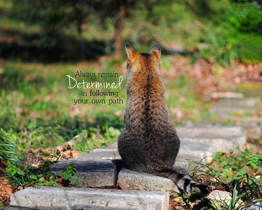 DETERMINED Encouraging Cat Photo Photograph by Jai Johnson
