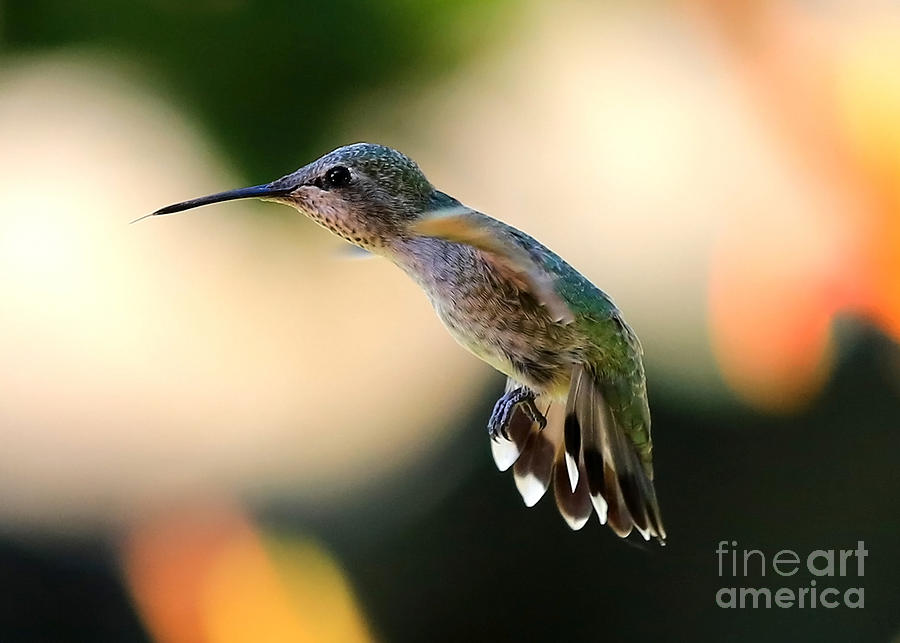Determined Hummingbird Photograph by Carol Groenen