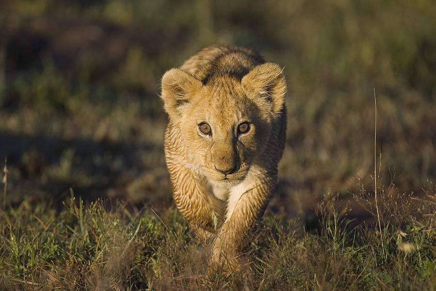 Determined Lion Cub In Masai Mara Photograph by Suzi Eszterhas