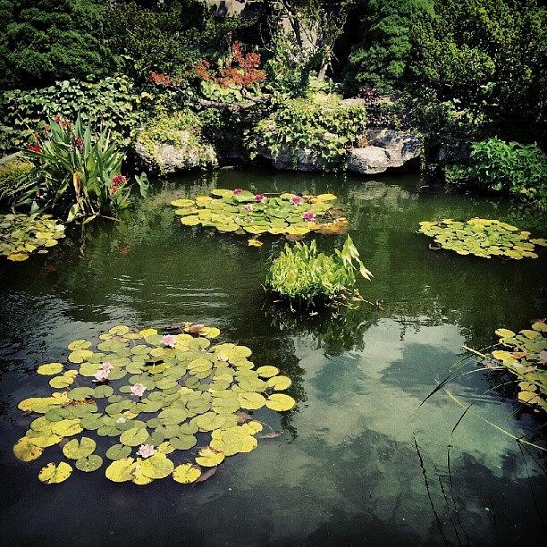 Koi Photograph - #detroit #pond #belleisle #conservatory by Harvey Christian