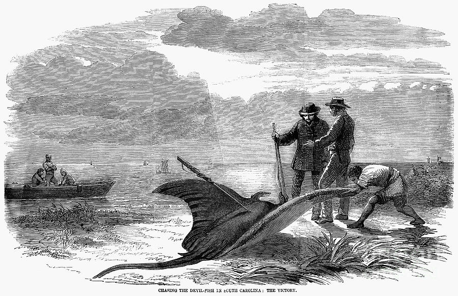 Devil Fishing, 1858 Photograph by Granger