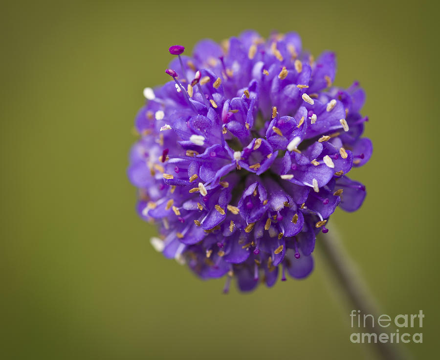 Devils Bit Scabious Photograph by Clare Bambers