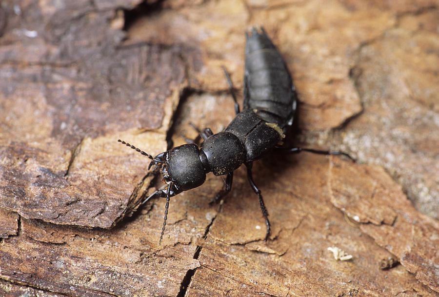 Devil's Coach-horse Beetle Photograph by David Aubrey - Fine Art America