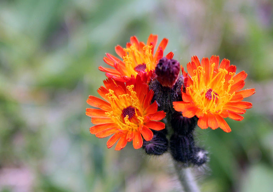 Devil's Paintbrush Man -hieracium Aurantiacum Photograph by James Hammen