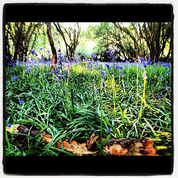 Devon Photograph - #devon #bluebells #woodland by Fay Pead