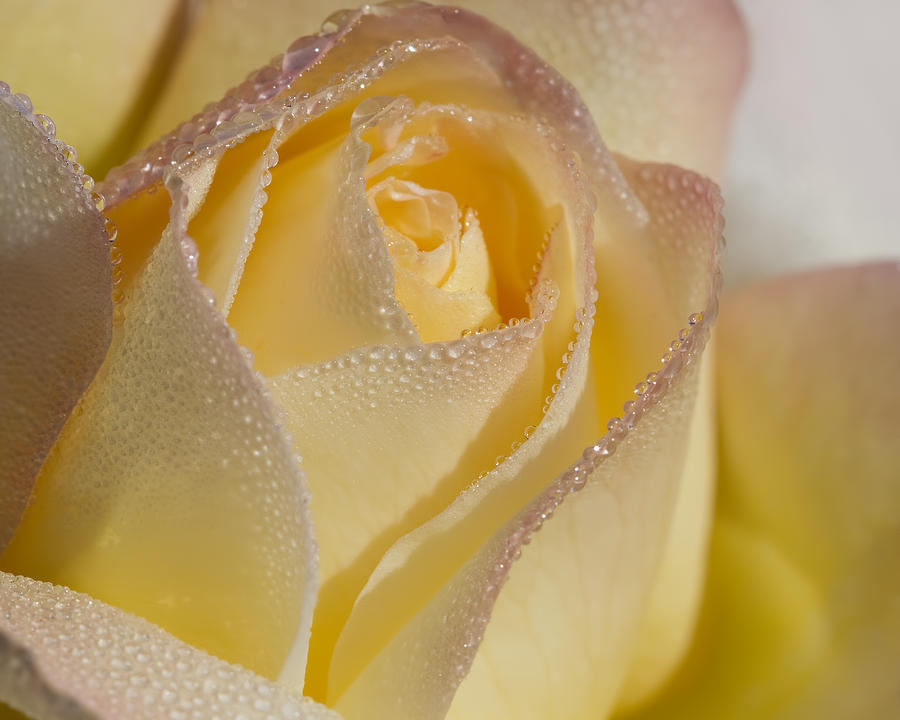 Dew Bejeweled Peace Rose Photograph by Kathy Clark