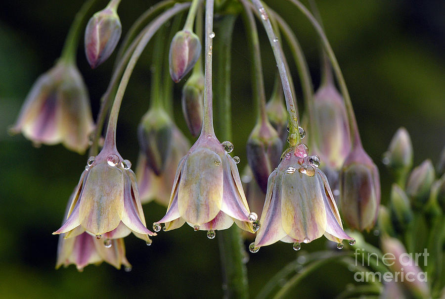 Flower Photograph - Dew Bells by Jacky Parker