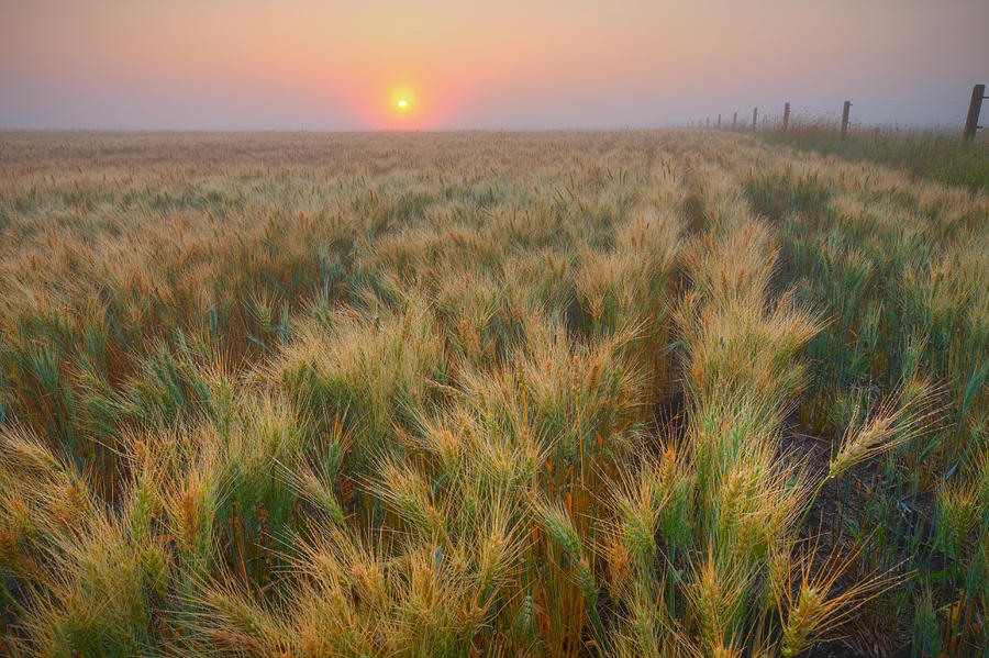 Dew Covered Ripening Barley Photograph by Dan Jurak