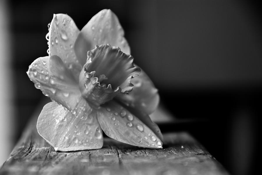 Dew Daffodil  Photograph by Gene Hilton