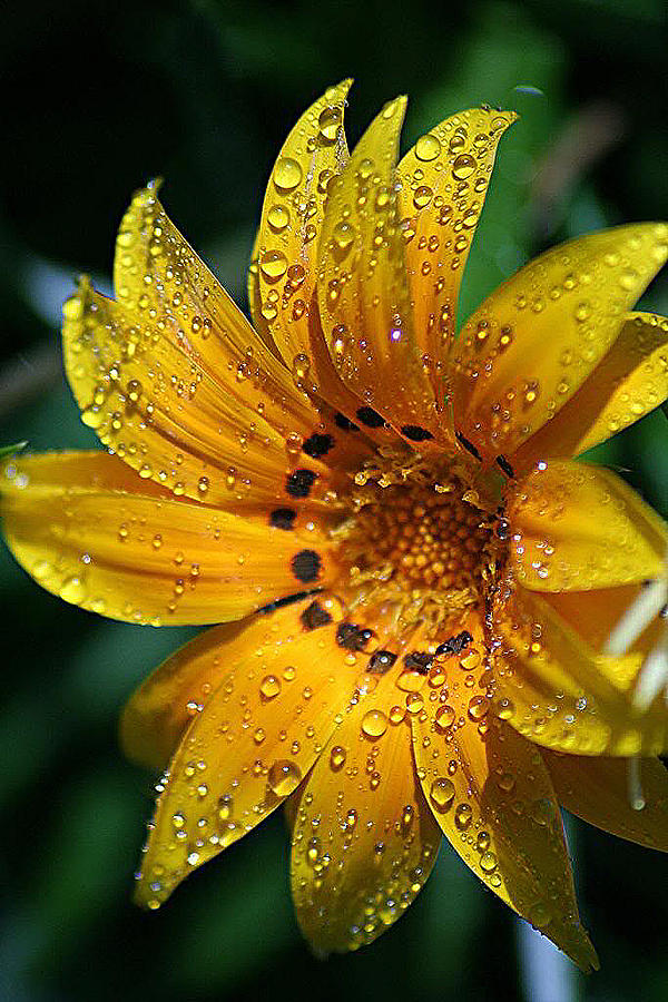Dew-Dipped Wildflower Photograph by Louise Mingua