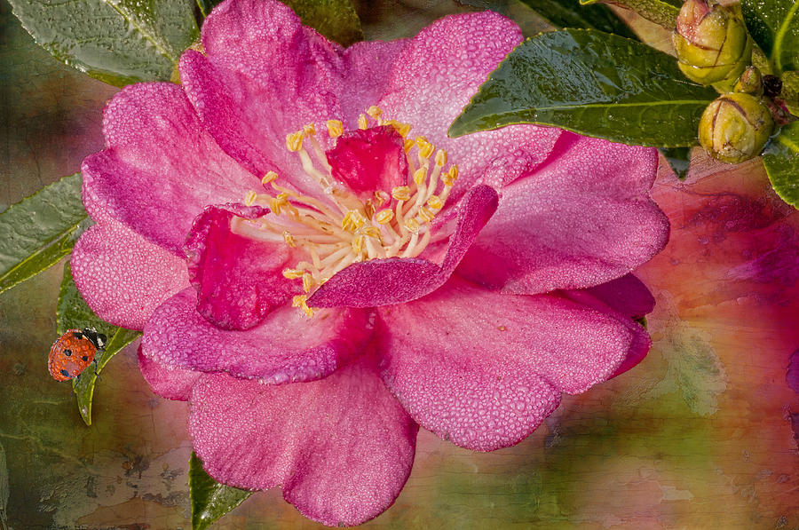 Dew-Drenched Camellia with Ladybird Photograph by Bonnie Barry