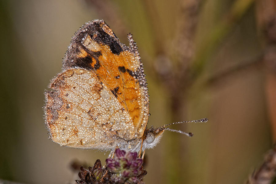 Dew Drenched Pearl Crescent Butterfly Photograph by Bonnie Barry